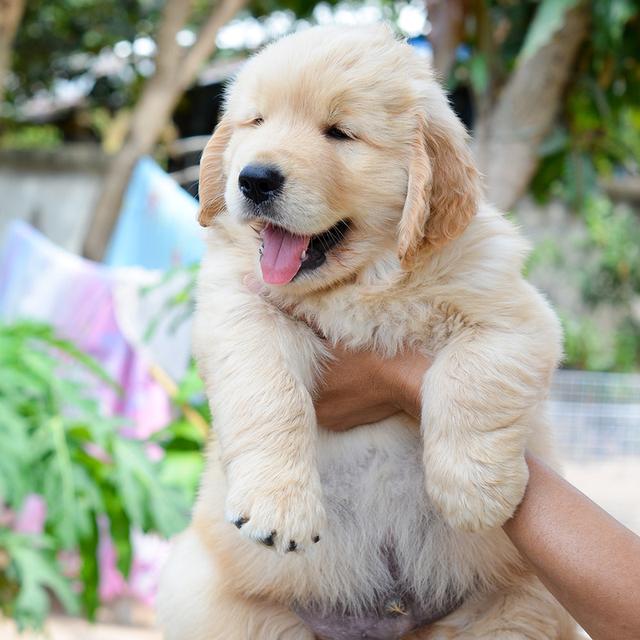 ขายลูกโกลเด้นแท้ ลูกโกลเด้นรีทรีฟเวอร์ พร้อมส่งลูกค้า กรุงเทพฯ นนทบุรี ปทุมธานี สมุทรปราการ ชลบุรี ระยอง โคราช สระบุรี ฉะเชิงเทรา นครนายก ฯลฯ รูปที่ 5