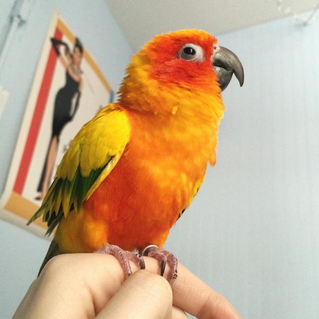 Sun conure Parrots available