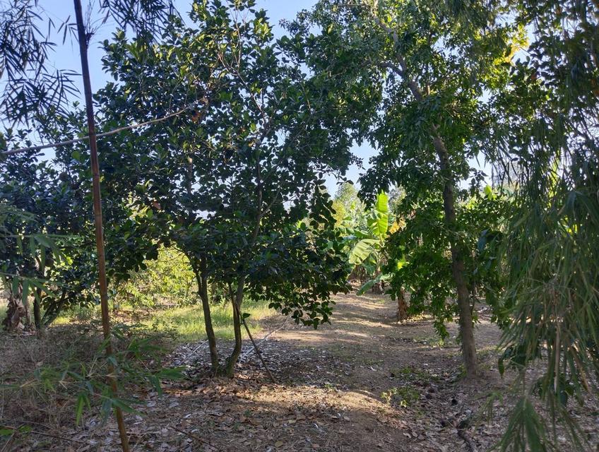 ที่ดิน บ้านพร้อมที่ดิน อ.บ้านลาด จ.เพชรบุรี 12