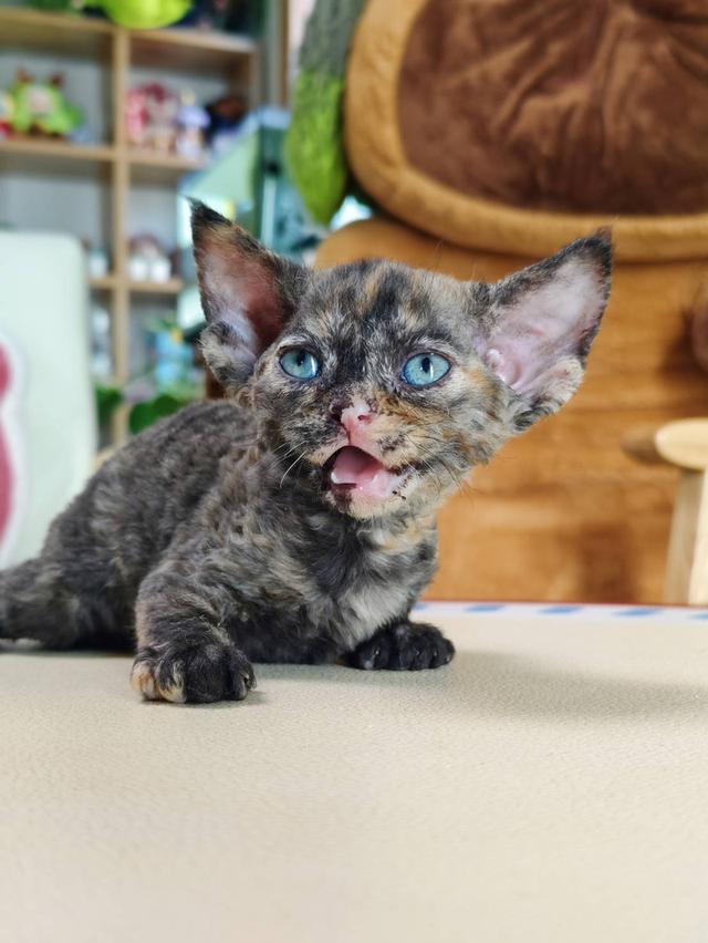เดวอนเร็กซ์ Devon rex Oscat cattery chiangmai รูปที่ 3