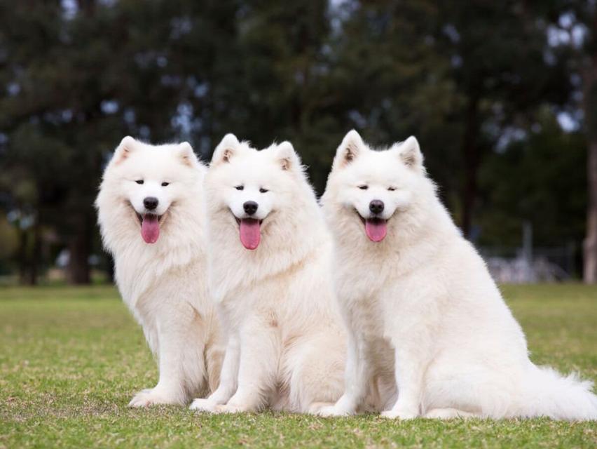 สุนัขสายพันธุ์ซามอยด์ (Samoyed) 2