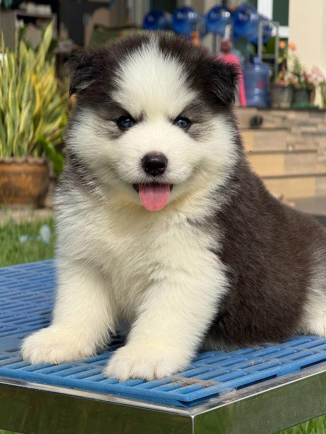 Siberian Husky puppies