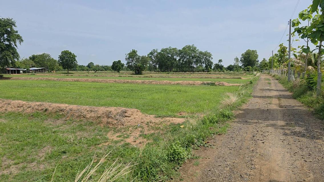 ขายที่ดิน 10 ไร่ อ.ลำปลายมาศ จ.บุรีรัมย์ 6.5 ล้าน 3