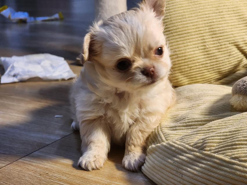 ชิวาวาขนสั้น ขนยาว ตาฟ้า ดูแลง่าย ขี้อ้อนมากๆค่ะ สุขภาพร่างกายแข็งแรง รูปที่ 6