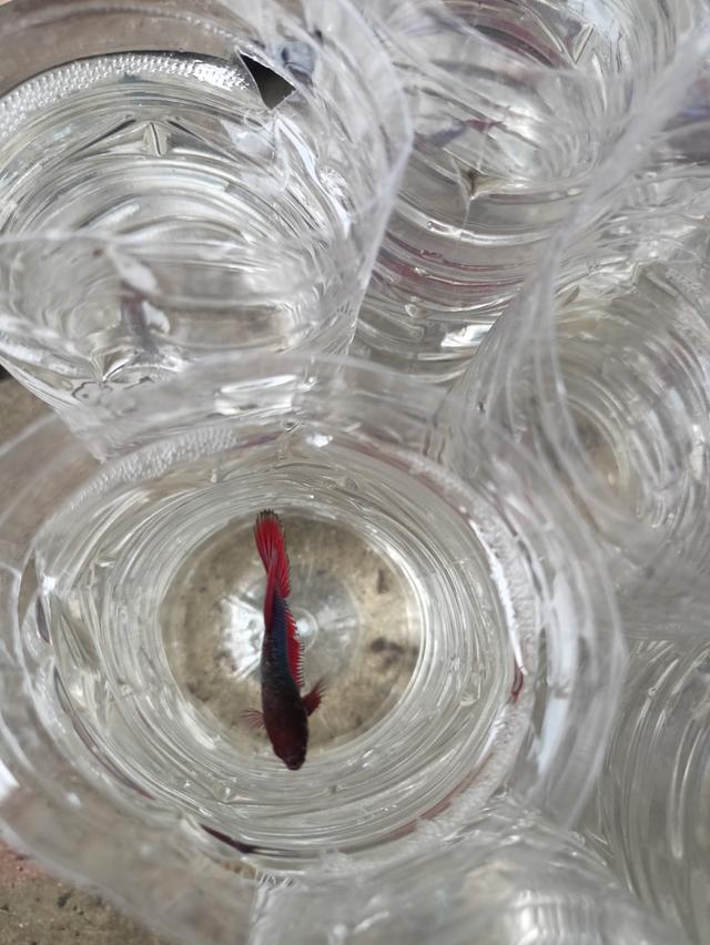 ปลากัดสวยงามราคาส่ง เริ่มต้นที่ 20 2