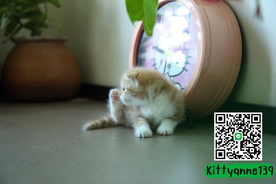 แมวสก็อตติชบริติชแท้ 10