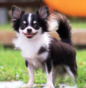 ชิวาวา (พันธุ์ขนเรียบ), (Chihuahua smooth coat) 4