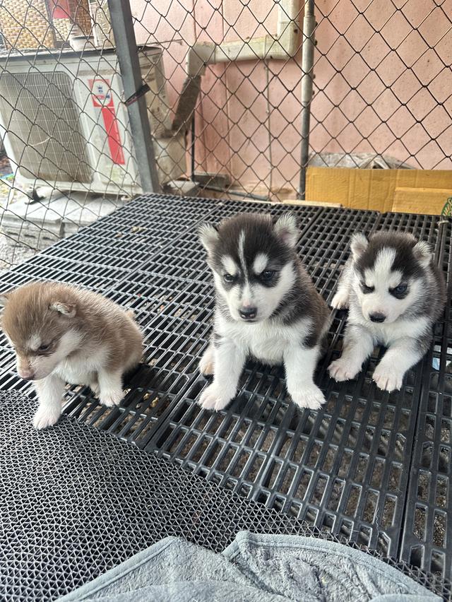 ลูกไซบีเรียสแตนดาร์ดพ่อฮักกี้ค่ะ รูปที่ 4