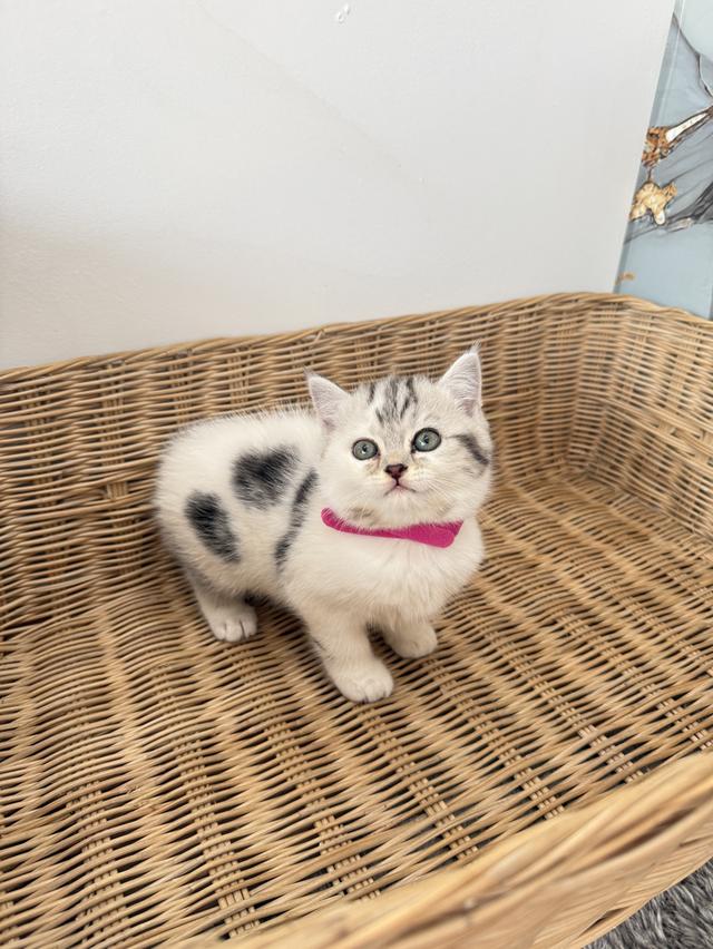 ลูกแมวพันธุ์สก๊อตติชแท้ รูปที่ 2