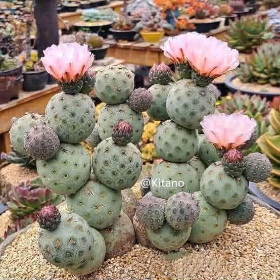 (ถูกที่สุด)แคคตัสไข่มังกร  เด็ดสดส่งตรงจากสวนพร้อมทาเจลเร่งรากให้ฟรี