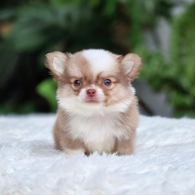 ชิวาวาแท้ขนยาวเพศชายพร้อมย้ายบ้าน