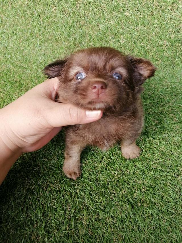 ปอมชิวาว่า พร้อมย้าย รูปที่ 4