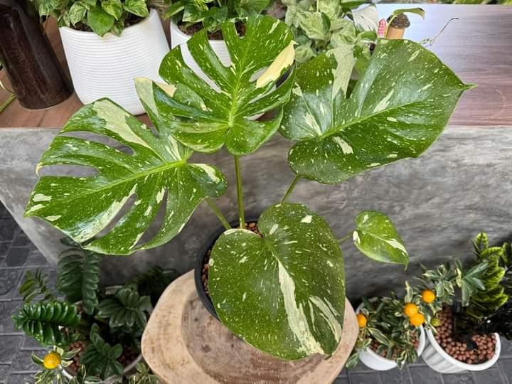 Monstera Thaicon  3