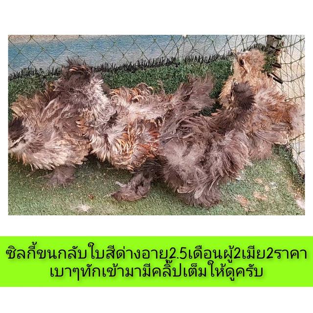 ซิลกี้ขนใบย้อนกลับสีด่างอายุ2.5เดือนชุด4ตัวผู้1เมีย3"โปรพิเศษส่งฟรีทั่วไทย"