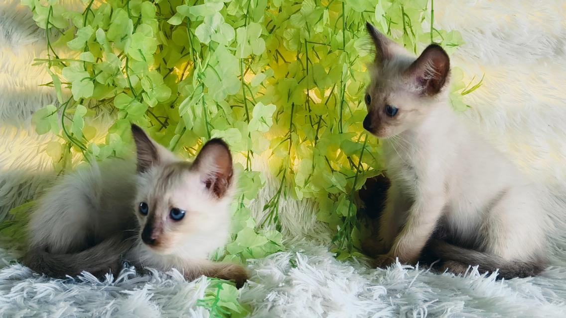ขายลูกแมววิเชียรมาศชาย รูปย่อยที่ 3