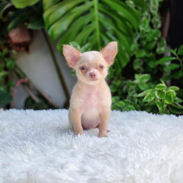 น้องดีแลนชิวาวาขนสั้นเพศผู้อายุ2เดือนพร้อมย้ายบ้านมีบริการส่งเก็บปลายทาง