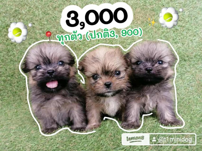 ด่วน!! ชิสุปอม โปรสิ้นเดือน 3900 ลดเหลือ 3000 