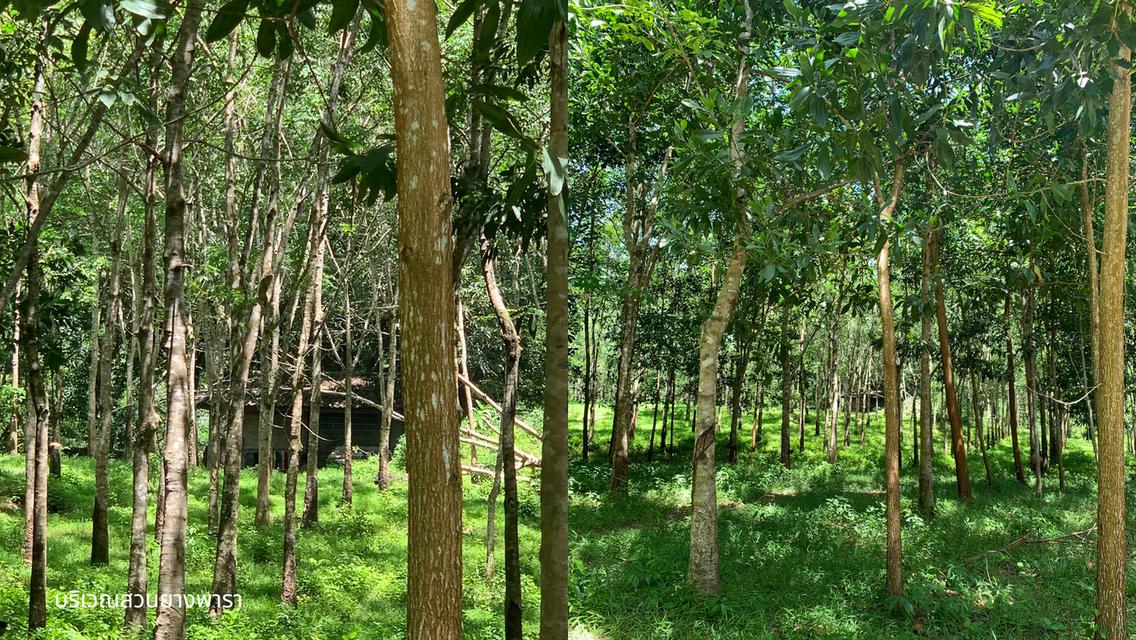 ขายที่ดินผืนใหญ่พร้อมสวนยางพาราและสวนปาล์ม มีลำห้วยโอมล้อม ต.บางหิน อ.กะเปอร์ จ.ระนอง 3