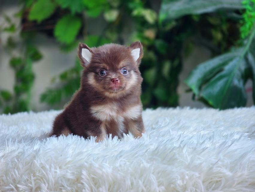 Chihuahuaสีช็อคเพศผู้ 5