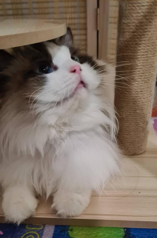 รับผสมพันธุ์จนกว่าจะติดพ่อพันธุ์ Ragdoll นำเข้าหน้าตุ๊กตาผ้า 12