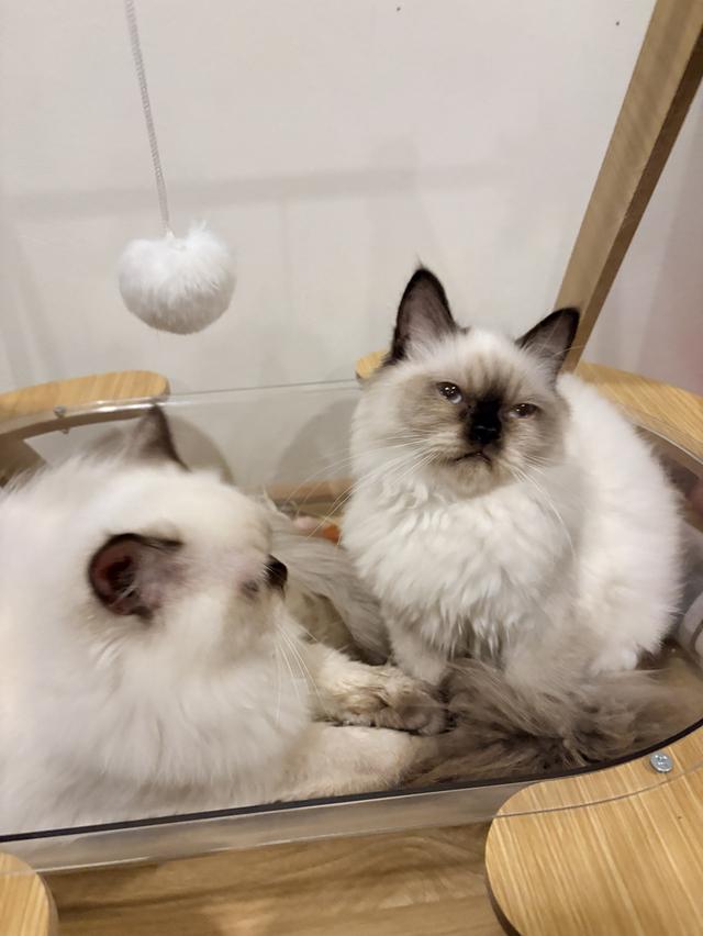 ❌🏠ได้บ้านแล้ว เปอร์เซียหิมาลายันแท้ รูปที่ 3