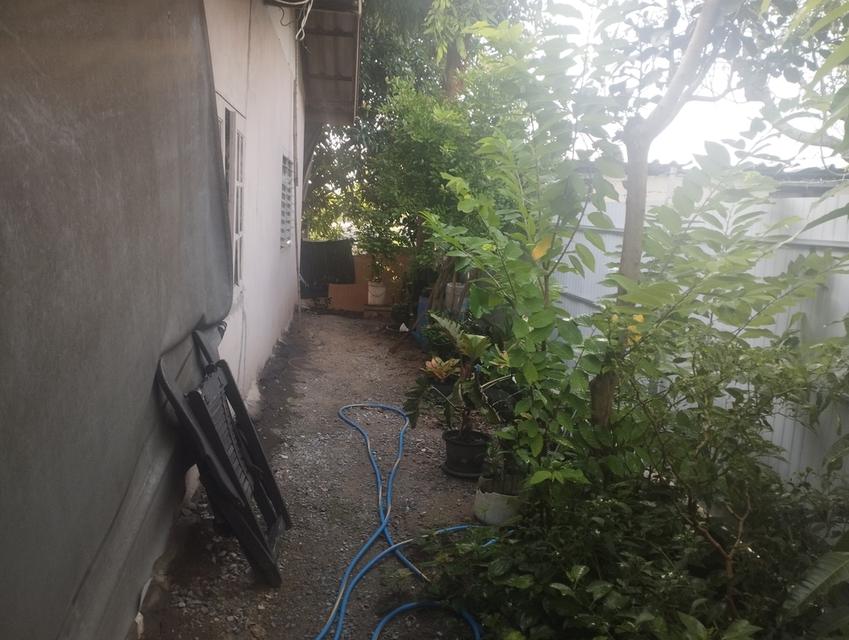 บ้านปลูกเอง 50ตรว.