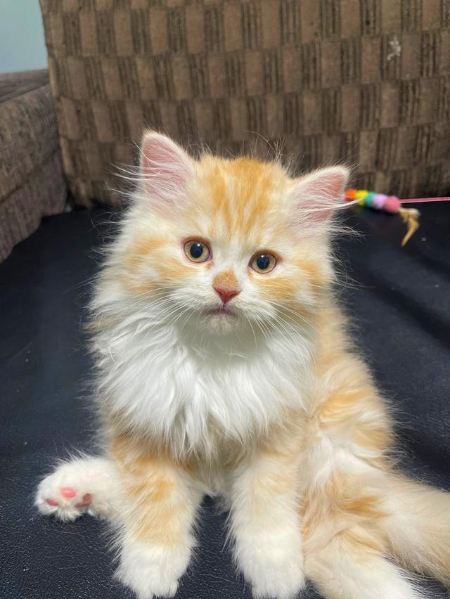 แมวส้มนำโชค-(ชาย)เกิด13/10/68พร้อมย้ายบ้าน