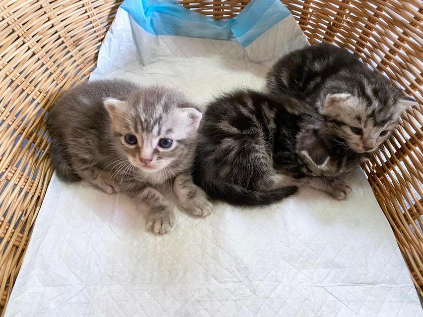 น้องสามตัวพร้อมย้ายบ้าน แมวอเมริกัน ช็อตแฮร์