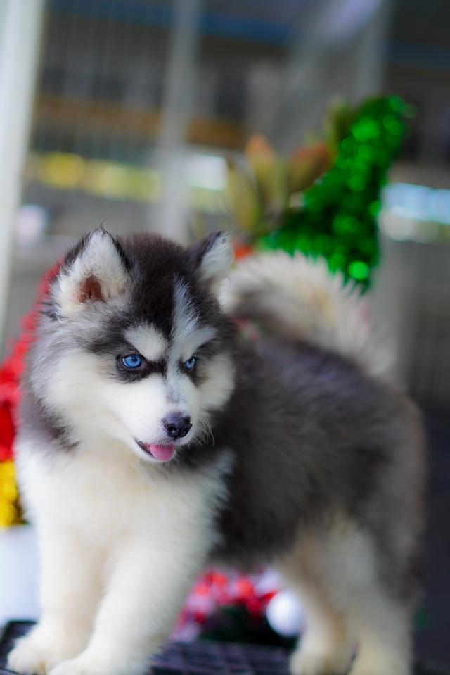 ฟาร์มไซบีเรียนฮัสกี้ Siberianhusky 5