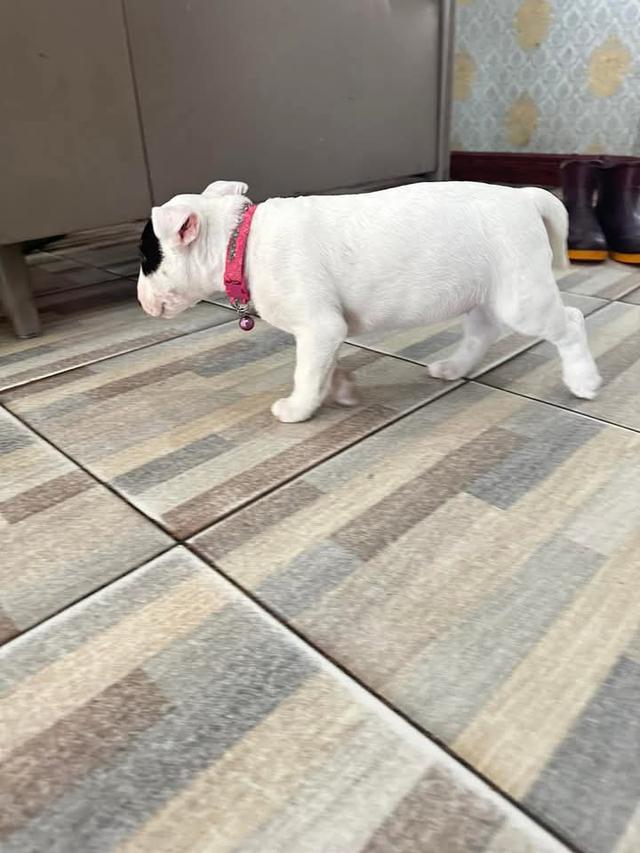 ขาย Bull Terrier ลูกหมาหน้าเตารีด 3