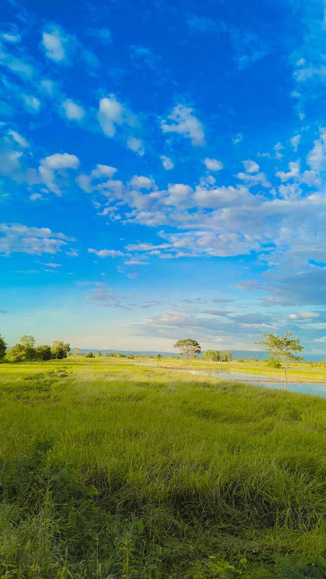 ที่ดินเกษตรกร ที่นา ที่ดิน อสังหาริมทรัพย์ 4