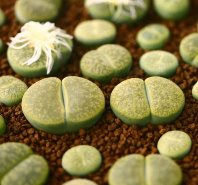 ไลทอป Lithops หลายสายพันธุ์ 3