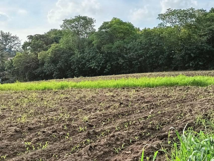 ที่ดินปากช่อง ต.พญาเย็น จ.นครราชสีมา 15