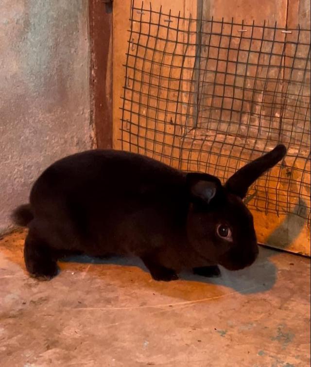 กระต่ายมินิเร็กซ์ สีดำ 3