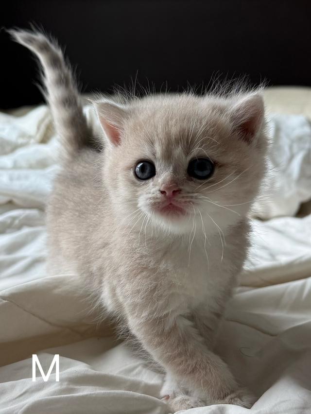 British Shorthair ay