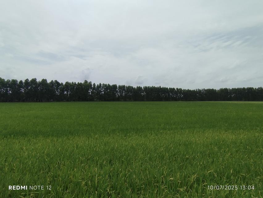 ที่ดินริมน้ำบางปะกง 30 ไร่เศษ ติดถนนใหญ่ + ติดแม่น้ำ วิวสวย ศักยภาพสูง เหมาะลงทุนรีสอร์ท พูลวิลล่า หรือโครงการท่องเที่ยวครบวงจร 10