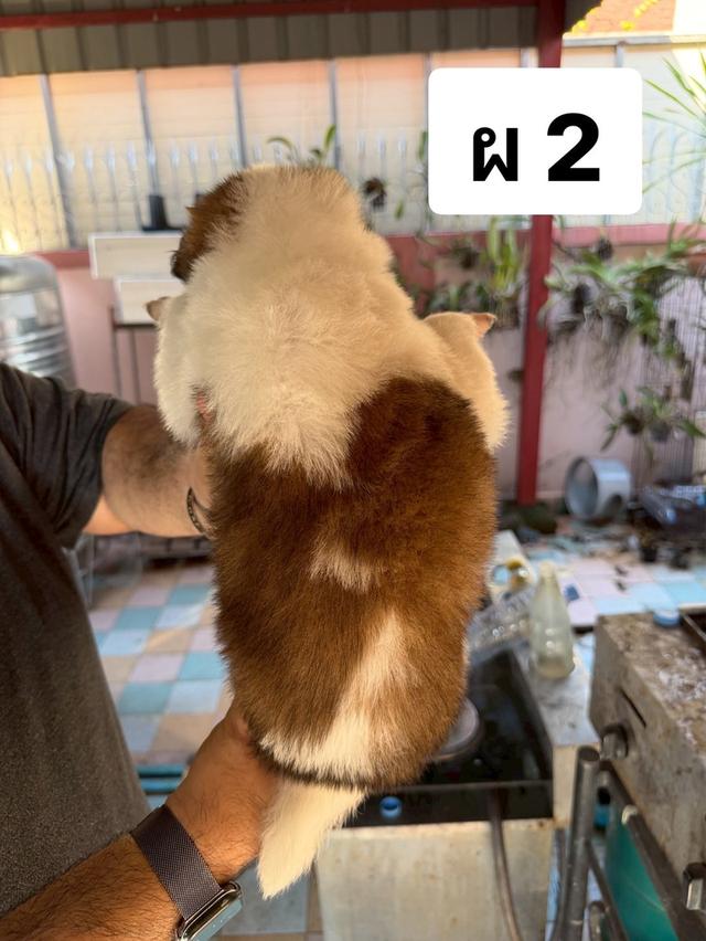 บางแก้วแท้ พ่อแม่สายประกวด เชื้อดี รู้ความสุดๆ #พร้อมใบเพ็ดชมรมบางแก้วประเทศไทย TBC สนใจทักได้ครับ 7