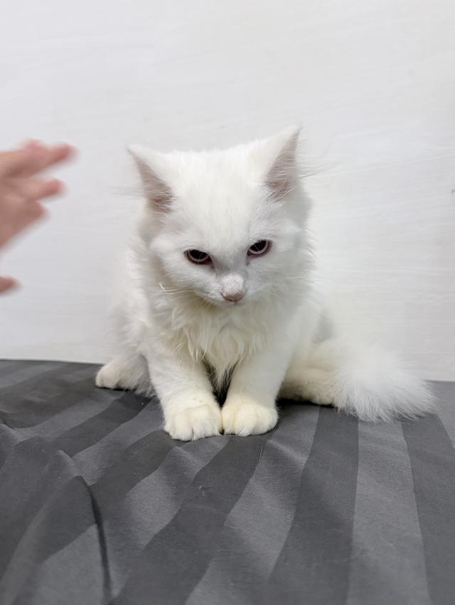 maine coon mixed cats 8