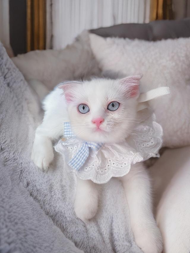 แมวสก็อตติชพร้อมย้าย