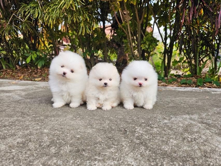 ลูกปอมแท้ อ้วนกลมหมี มีบริการจัดส่งถึงบ้าน