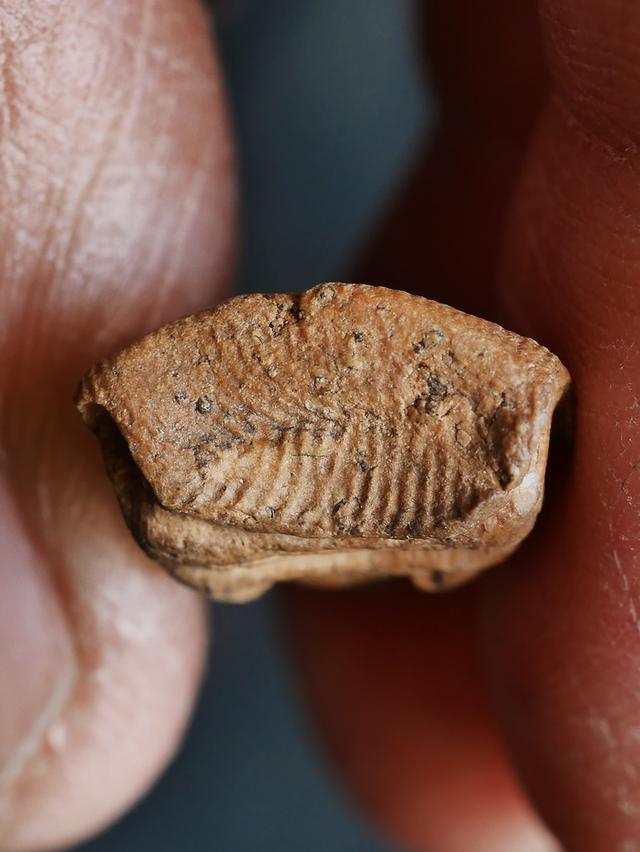 พระรอด ลำพูน พิมพ์ใหญ่....เก่า เดิมๆ 11