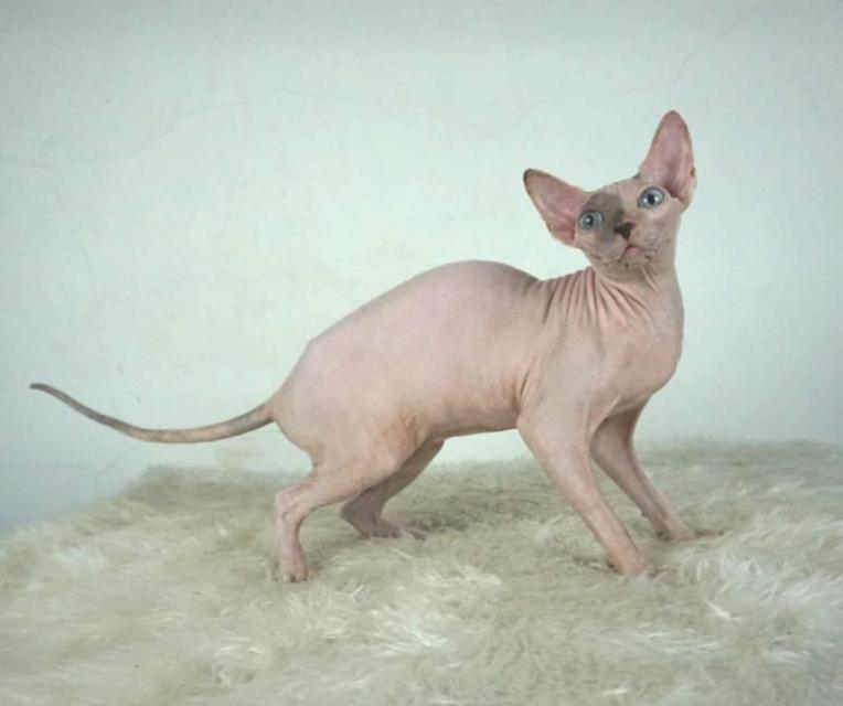 9.แมวสฟิงซ์/เพศเมีย หาบ้าน Sphynx Cat/Female looking for a new home 3