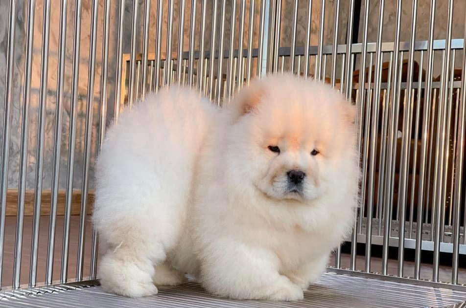 chow chow puppies for Sale