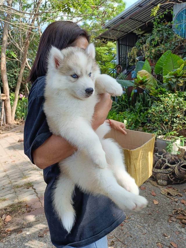 ไซบีเรียนฮัสกี้แท้ 2เดือน ผู้หญิงไม่ดื้อ รูปที่ 2