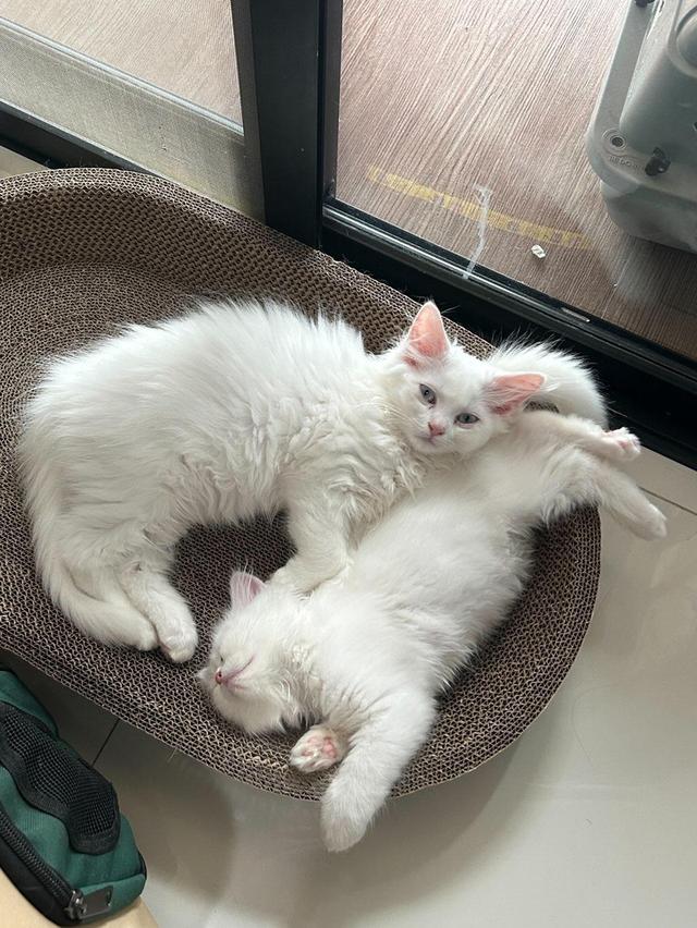 Persian kittens