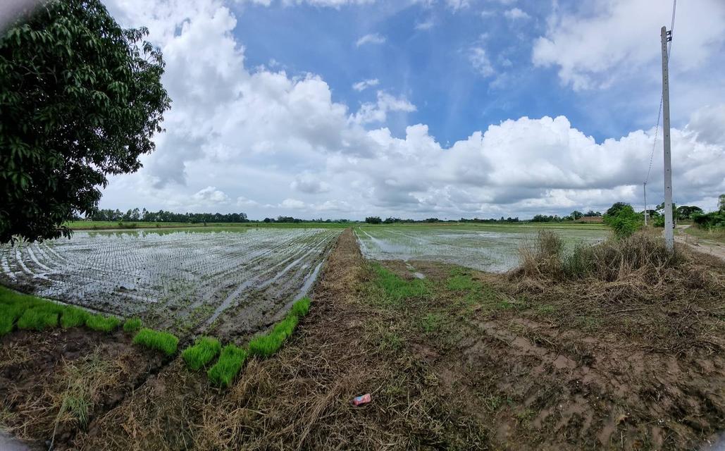 ขายที่ดิน 9.2 ไร่ พิษณุโลก ในเมือง 2