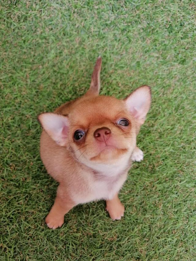 ชิวาว่าเเท้ขนสั้น ญ. 4