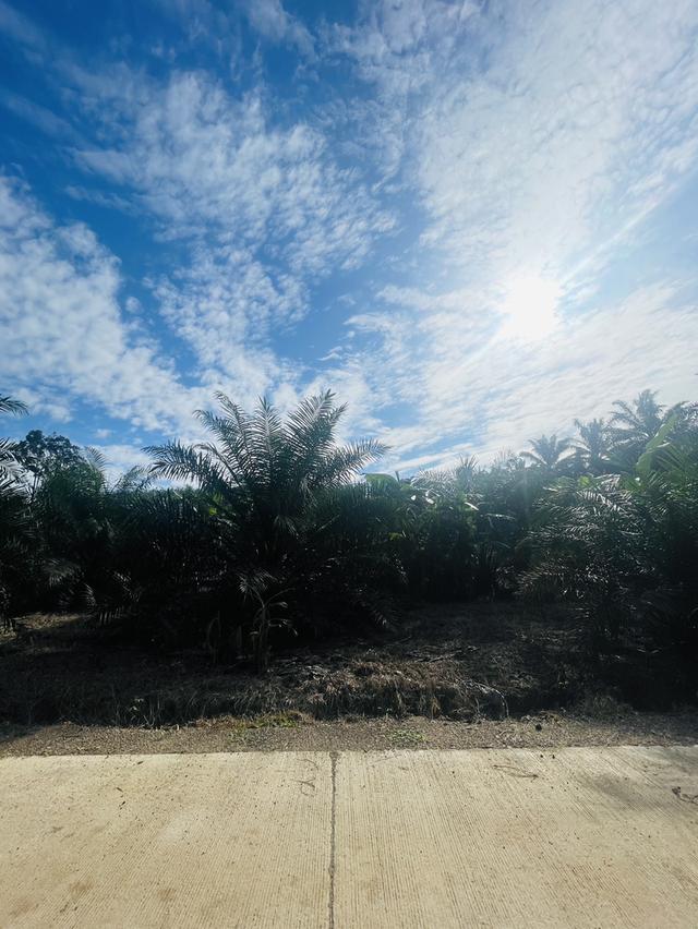 ที่ดิน 3