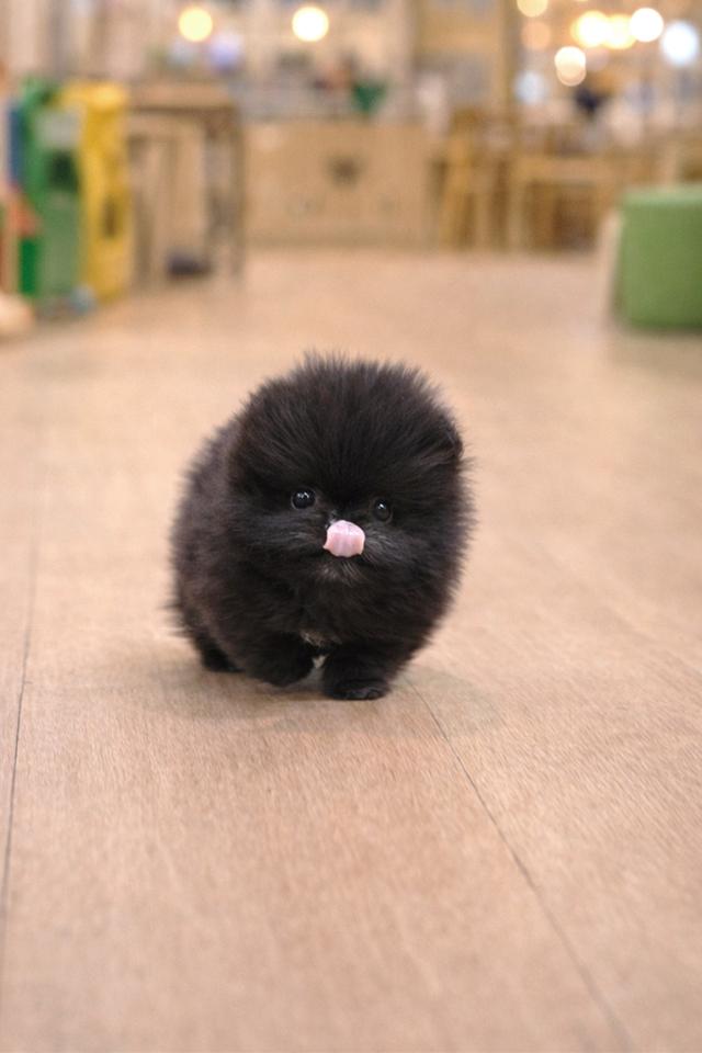 ขายลูกสุนัข Pomeranian หน้าหมี น่ารักมาก เกรดพรีเมียม นำเข้าจากเกาหลี รูปที่ 3