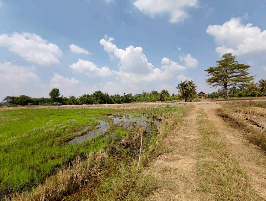 ขายด่วน! ที่ดินบางน้ำเปรี้ยว 15 ไร่ 1 งาน 34 ตารางวา ติดถนนลาดยางสาธารณะ ทำเลทอง ราคาถูกที่สุดในย่านนี้